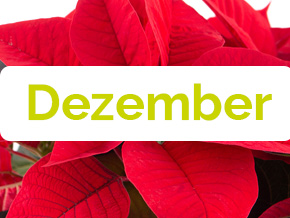 Blumen im Dezember