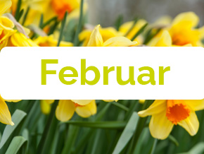 Blumen im Februar