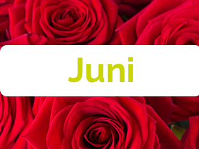 Blumen im Juni