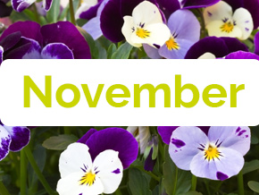 Blumen im November