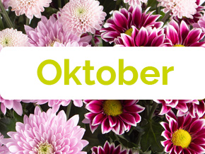 Blumen im Oktober