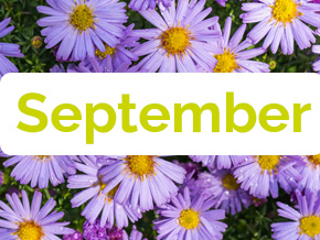 Blumen im September