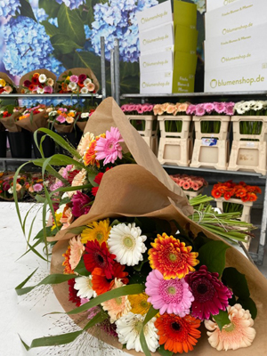 Gerbera kaufen