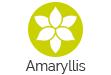 Amaryllis