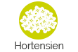 Hortensien