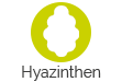 Hyazinthen