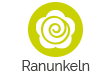 Ranunkeln