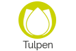 Tulpen