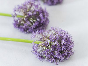 Allium