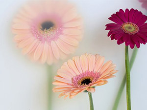 Gerbera