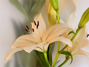 Lilien