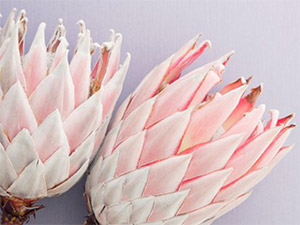 Protea