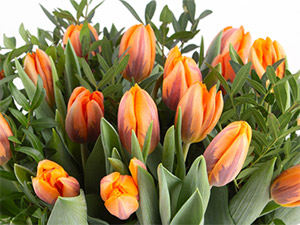 Tulpen