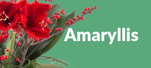 Amaryllis