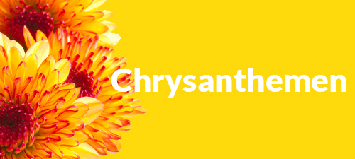 Chrysanthemen