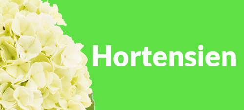 Hortensien