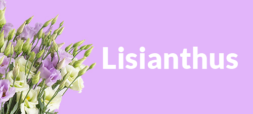 Lisianthus