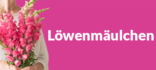 Löwenmäulchen