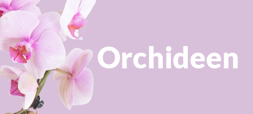 Orchideen