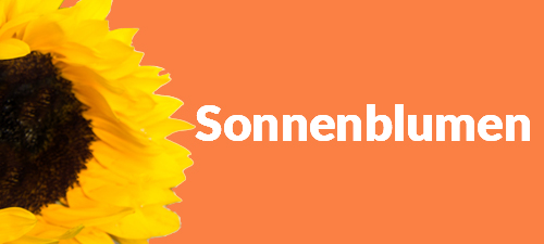 Sonnenblumen