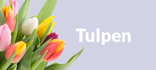 Tulpen verschicken