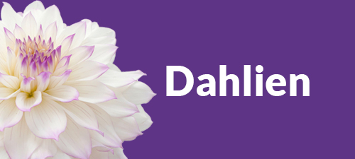 Dahlienstrauß Dahlienstrauß