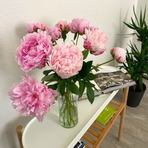 Pfingstrosen kaufen