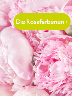 Rosa Pfingstrosen bestellen