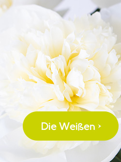 Weiße Pfingstrosen bestellen