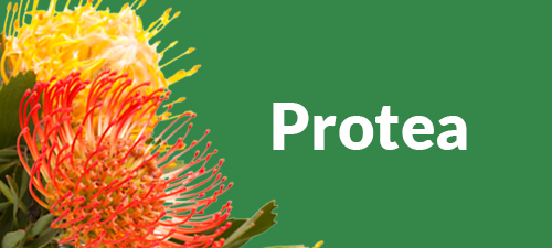 Protea Blumenstrauß Protea Blumenstrauß