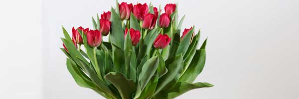 Bulb Bouquet rot - Tulpenstrauß mit Zwiebeln