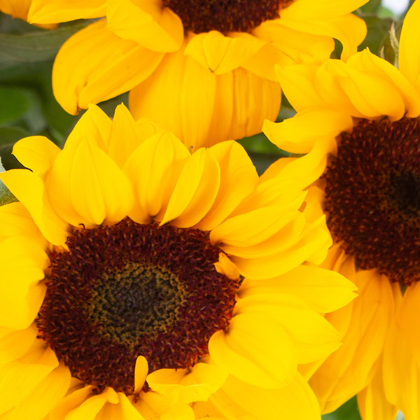 Sonnenblumenstrauß online bestellen
