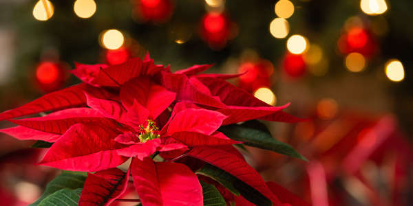 Weihnachtsstern kaufen Weihnachtsstern kaufen
