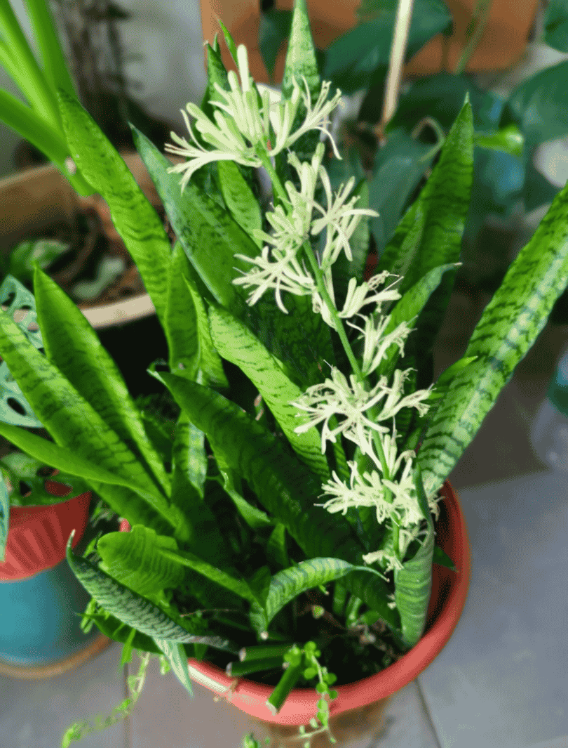 Bogenhanf mit Bl&uuml;ten