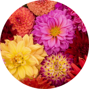 Die schönsten Sträuße mit Herbstblumen