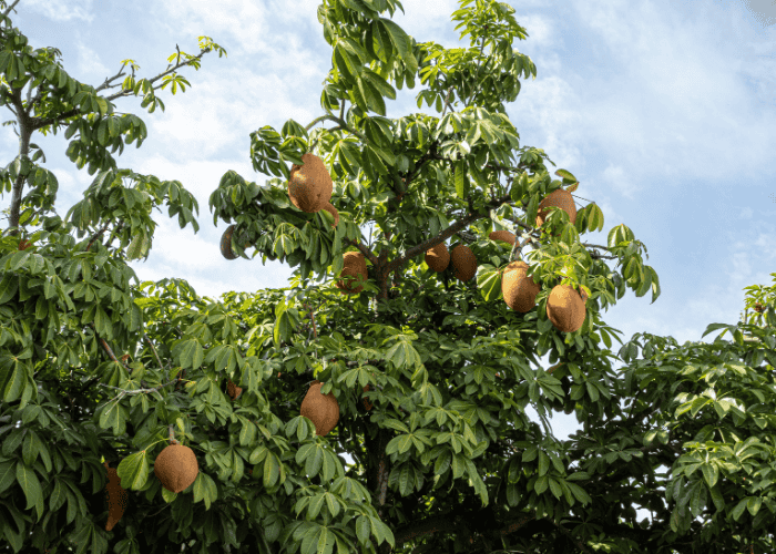 Gl&uuml;ckskastanie in der Natur mit Fr&uuml;chten