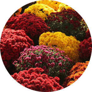 Die schönsten Sträuße mit Herbstblumen