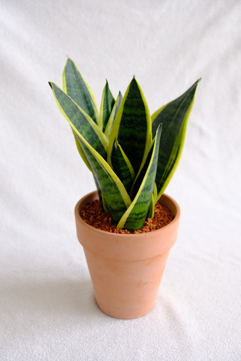 Bogenhanf Sansevieria