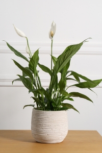 Einblatt Spathiphyllum