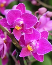 Blühende Orchidee