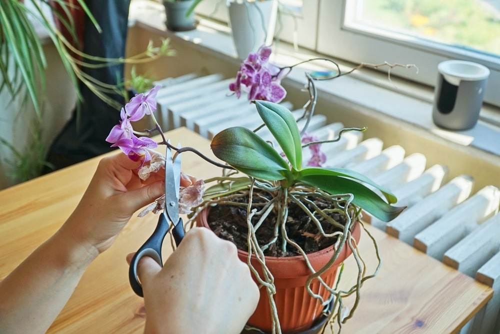 Schneiden einer Orchidee