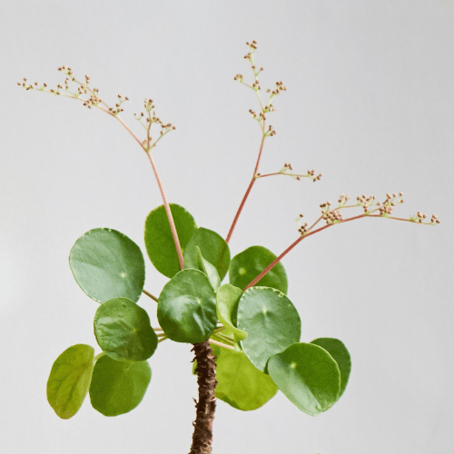 bl&uuml;hende Pilea