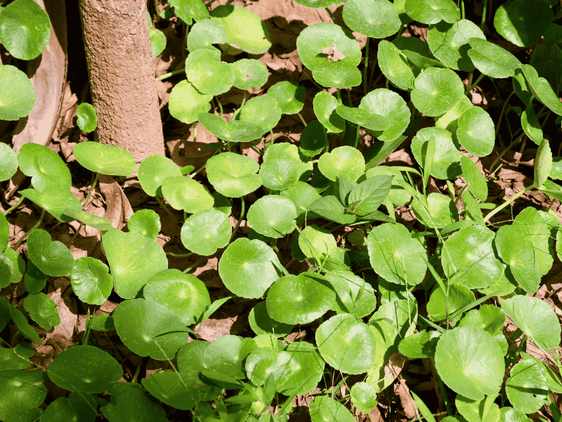 Pilea im Wald
