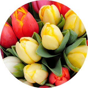 Tulpen Herkunft, Bedeutung, Pflege Tulpen Hekunft, Bedeutung, Pflege