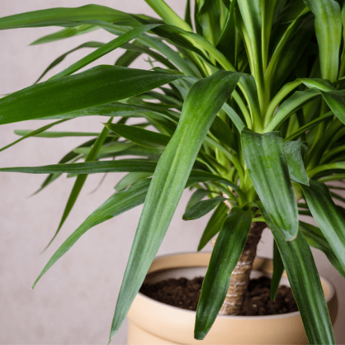 Erkennen einer Yucca-Palme