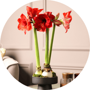 Amaryllis: Dekotipps und Herkunft