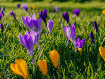 Frühblüher: Diese Blumen machen uns jetzt besonders glücklich