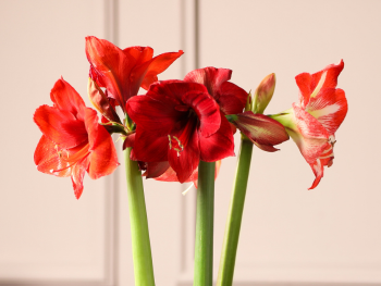 Amaryllis - Bedeutung, Herkunft und Dekotipps