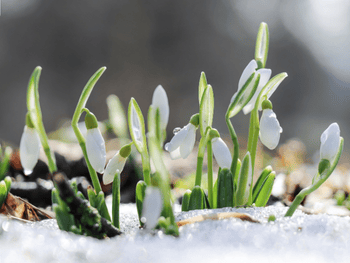 Winterblumen die jetzt blühen