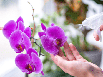 Orchidee: Bedeutung, Pflegeanleitung & mehr | blumenshop.de